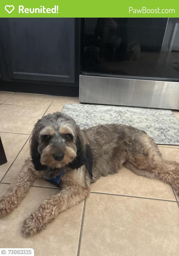 Reunited Female Dog last seen Oak shadows , Celebration, FL 34747