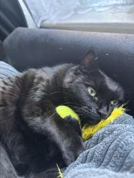 Reunited Female Cat last seen Weavers row halstead essex, Essex, England CO9