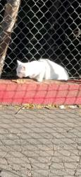 Found/Stray Unknown Cat last seen Buchanan St, Albany, CA 94706