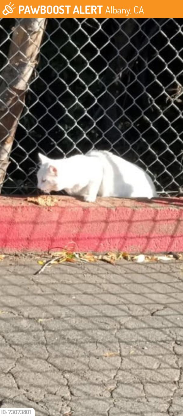 Found/Stray Unknown Cat last seen Buchanan St, Albany, CA 94706