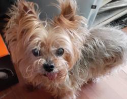 Lost Female Dog last seen Westlawn Road in Woodland Hills, Columbia, SC 29210