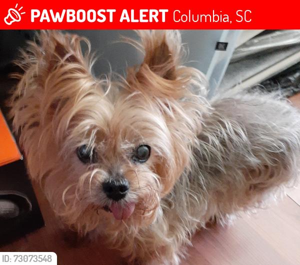Lost Female Dog last seen Westlawn Road in Woodland Hills, Columbia, SC 29210