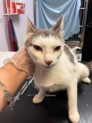Shelter Stray Female Cat last seen Bexar County, 3353 Morningside Dr, New Braunfels, TX 78132, USA