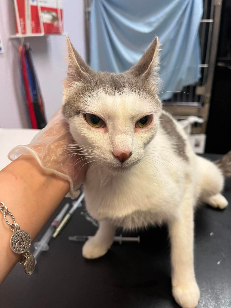 Shelter Stray Female Cat last seen Bexar County, 3353 Morningside Dr, New Braunfels, TX 78132, USA