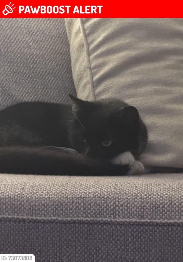 Lost Male Cat last seen Faulkbourne village hall , Faulkbourne, England CM8 1SJ