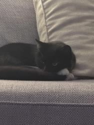 Lost Male Cat last seen Faulkbourne village hall , Faulkbourne, England CM8 1SJ