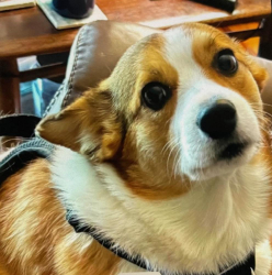 Reunited Female Dog last seen Turnstone and Red Hawk, Eagle Crest, OR 97756