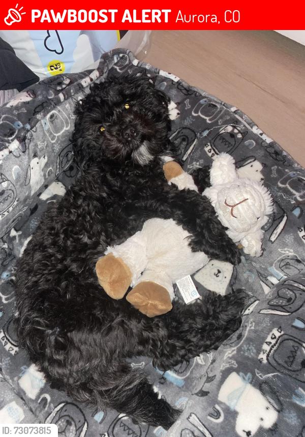 Lost Female Dog last seen Pitkin and Yale, Aurora, CO 80013