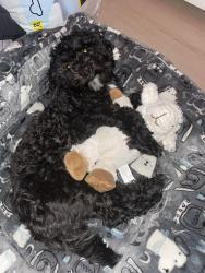 Lost Female Dog last seen Pitkin and Yale, Aurora, CO 80013