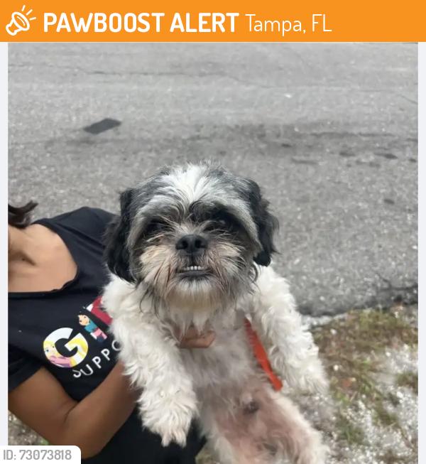 Found/Stray Male Dog last seen 34th Ave and Louisiana Fair Oaks Park , Tampa, FL 33610