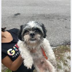 Found/Stray Male Dog last seen 34th Ave and Louisiana Fair Oaks Park , Tampa, FL 33610