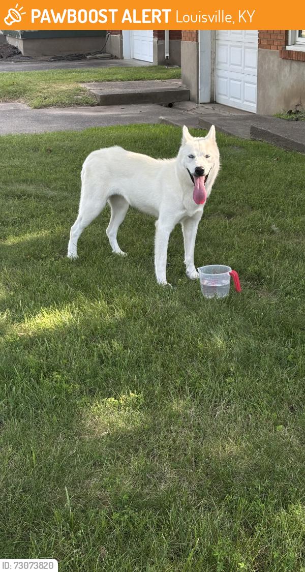 Found/Stray Female Dog last seen Crums lane, Louisville, KY 40216