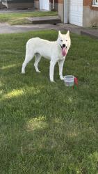Found/Stray Female Dog last seen Crums lane, Louisville, KY 40216