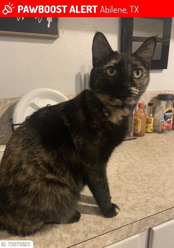 Lost Female Cat last seen N14th and Glendale, Abilene, TX 79602