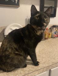 Lost Female Cat last seen N14th and Glendale, Abilene, TX 79602