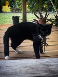 Lost Male Cat last seen Salerno Rd. Or Sunshine ests, Stuart, FL 34997