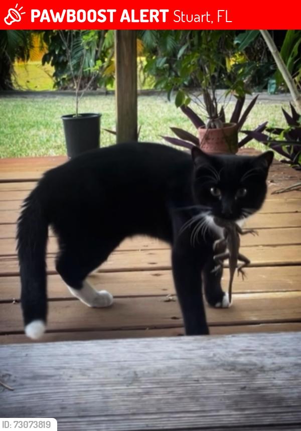 Lost Male Cat last seen Salerno Rd. Or Sunshine ests, Stuart, FL 34997