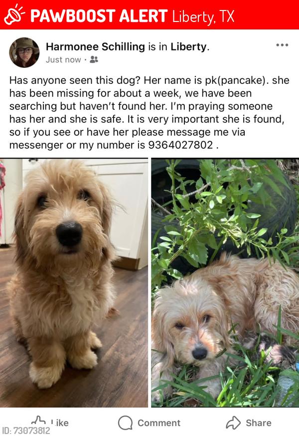 Lost Female Dog last seen Near county road 2002 west liberty tx, Liberty, TX 77575