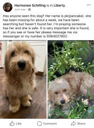 Lost Female Dog last seen Near county road 2002 west liberty tx, Liberty, TX 77575