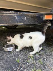 Found/Stray Female Cat last seen Valley View, St. Charles, IL 60174
