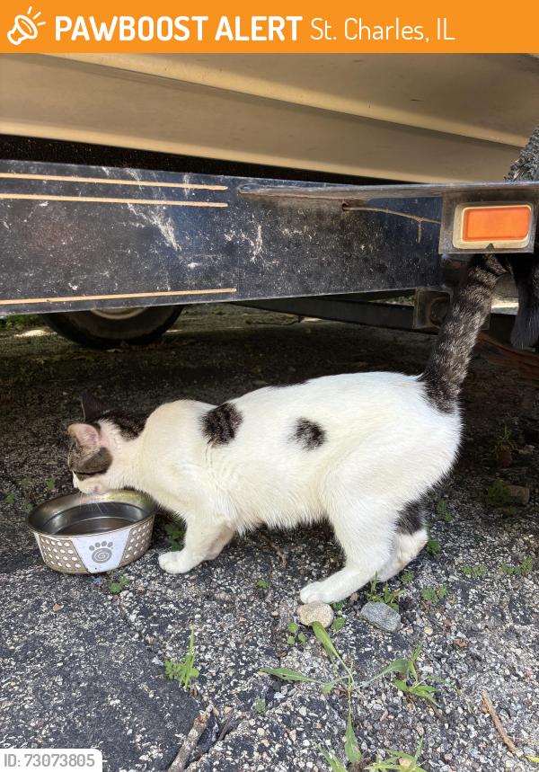 Found/Stray Female Cat last seen Valley View, St. Charles, IL 60174