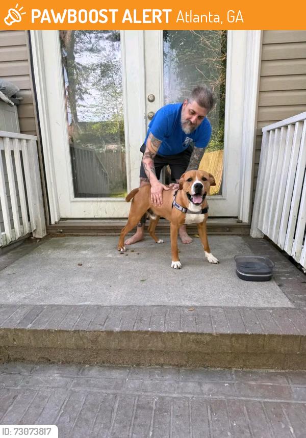 Found/Stray Female Dog last seen mall parking lot, Atlanta, GA 30303