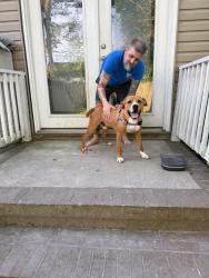 Found/Stray Female Dog last seen mall parking lot, Atlanta, GA 30303