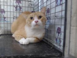 Shelter Stray Male Cat last seen , 2769 Conroy Rd, Orlando, FL 32839, USA