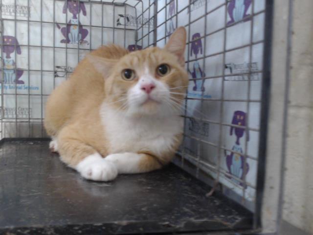 Shelter Stray Male Cat last seen , 2769 Conroy Rd, Orlando, FL 32839, USA