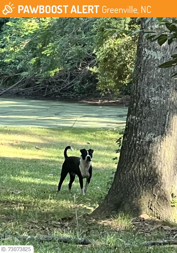 Found/Stray Unknown Dog last seen Woods near Star Hill Farm neighborhood and Alice Drive (close to Greenville country club), Greenville, NC 27834