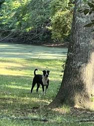 Found/Stray Unknown Dog last seen Woods near Star Hill Farm neighborhood and Alice Drive (close to Greenville country club), Greenville, NC 27834
