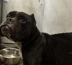 Shelter Stray Female Dog last seen 7TH, 333 Chandler Pl, San Bernardino, CA 92408, USA