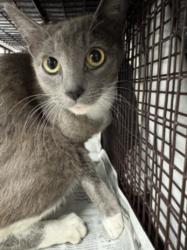 Shelter Stray Female Cat last seen , 11361 W Pico Blvd, Los Angeles, CA 90064, USA