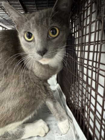Shelter Stray Female Cat last seen , 11361 W Pico Blvd, Los Angeles, CA 90064, USA