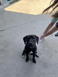 Found/Stray Male Dog last seen Big daddy’s BBQ, Tulsa, OK 74110