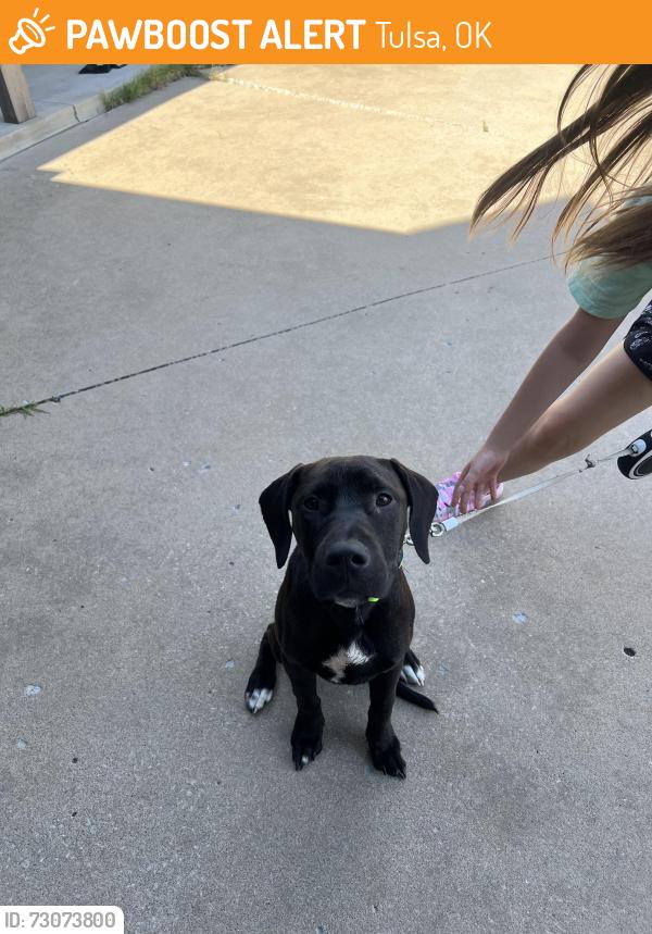 Found/Stray Male Dog last seen Big daddy’s BBQ, Tulsa, OK 74110
