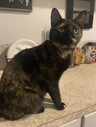 Lost Female Cat last seen N14th and Glendale, Abilene, TX 79602
