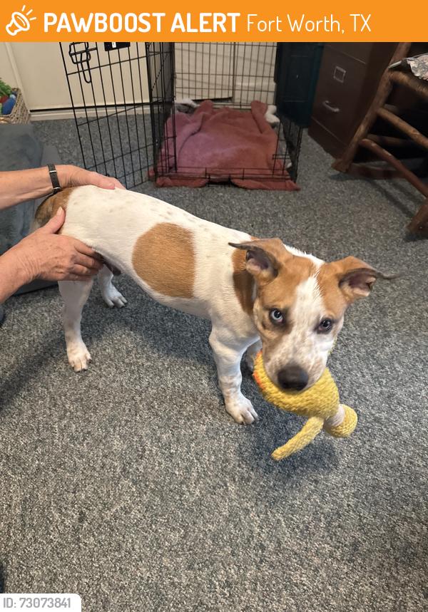 Found/Stray Male Dog last seen Winscott, Fort Worth, TX 76126