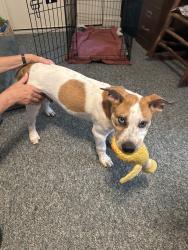 Found/Stray Male Dog last seen Winscott, Fort Worth, TX 76126