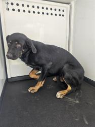 Shelter Stray Male Dog last seen Near BLK PANORAMA DR,BAKERSFIELD,CA, 201 S Mt Vernon Ave, Bakersfield, CA 93307, USA
