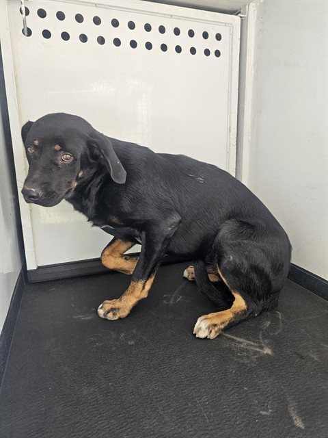 Shelter Stray Male Dog last seen Near BLK PANORAMA DR,BAKERSFIELD,CA, 201 S Mt Vernon Ave, Bakersfield, CA 93307, USA