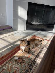 Lost Female Cat last seen 54th and New Mills, San Diego, CA 92115