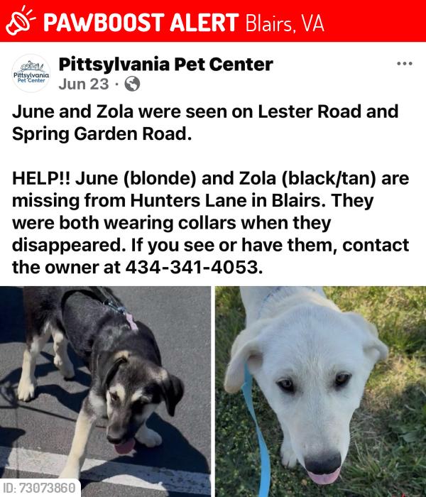 Lost Female Dog last seen Dodson road and Lester Road, Blairs, VA 24527