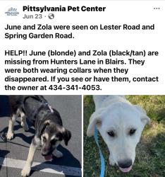 Lost Female Dog last seen Dodson road and Lester Road, Blairs, VA 24527