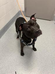 Shelter Stray Male Dog last seen Near, 2600 S Harding St, Indianapolis, IN 46221, USA