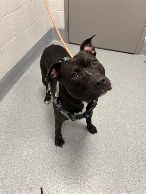 Shelter Stray Male Dog last seen Near, 2600 S Harding St, Indianapolis, IN 46221, USA