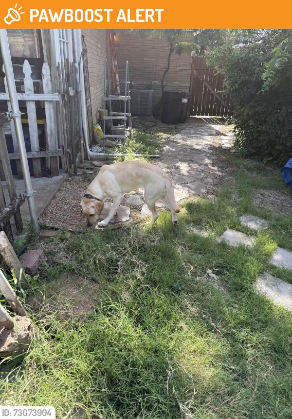 Found/Stray Female Dog last seen Mullendore Elementary School, North Richland Hills, TX 76180