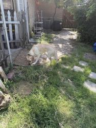 Found/Stray Female Dog last seen Mullendore Elementary School, North Richland Hills, TX 76180