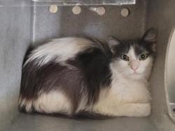 Shelter Stray Female Cat last seen , 957 N Gaffey St, San Pedro, CA 90731, USA