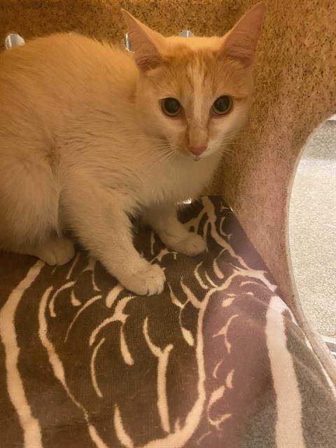 Shelter Stray Female Cat last seen Near BLOCK W OTT DR, 4522 W 3500 S, West Valley City, UT 84120, USA